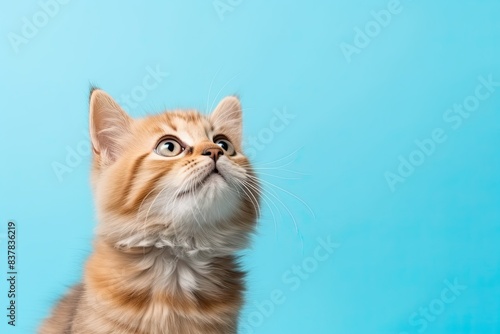 Cute cat looking up on solid blue background, copy space. © neirfy