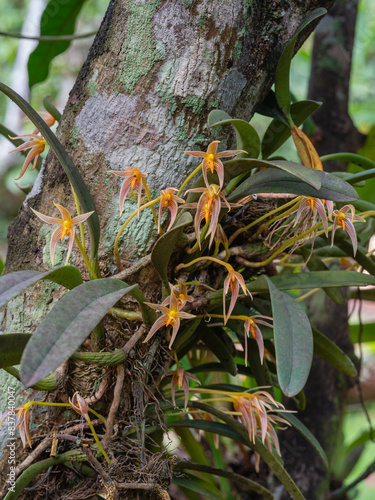 Closeup view of blooming epiphytic orchid species bulbophyllum affine flowers and leaves outdoors in tropical garden