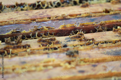 beautiful photos of honeycombs with honey and bees