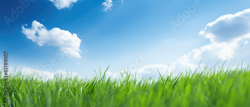 Lush Green Grass Under Blue Sky