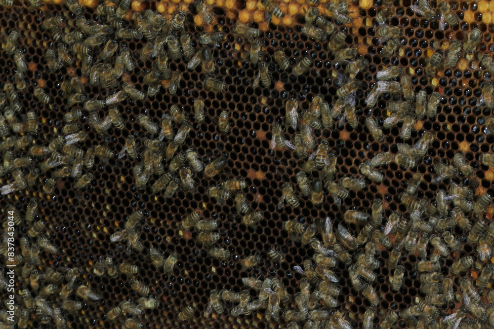 beautiful photos of honeycombs with honey and bees beautiful photos of honeycombs with honey and bees