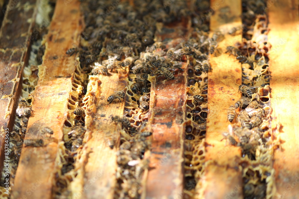 beautiful photos of honeycombs with honey and bees beautiful photos of honeycombs with honey and bees