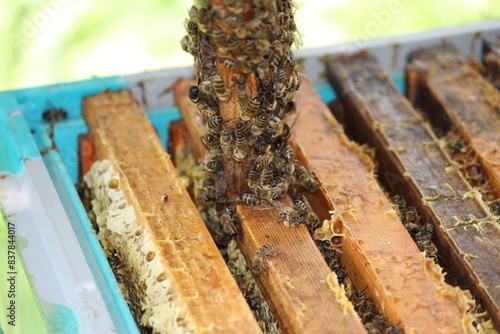 beautiful photos of honeycombs with honey and bees