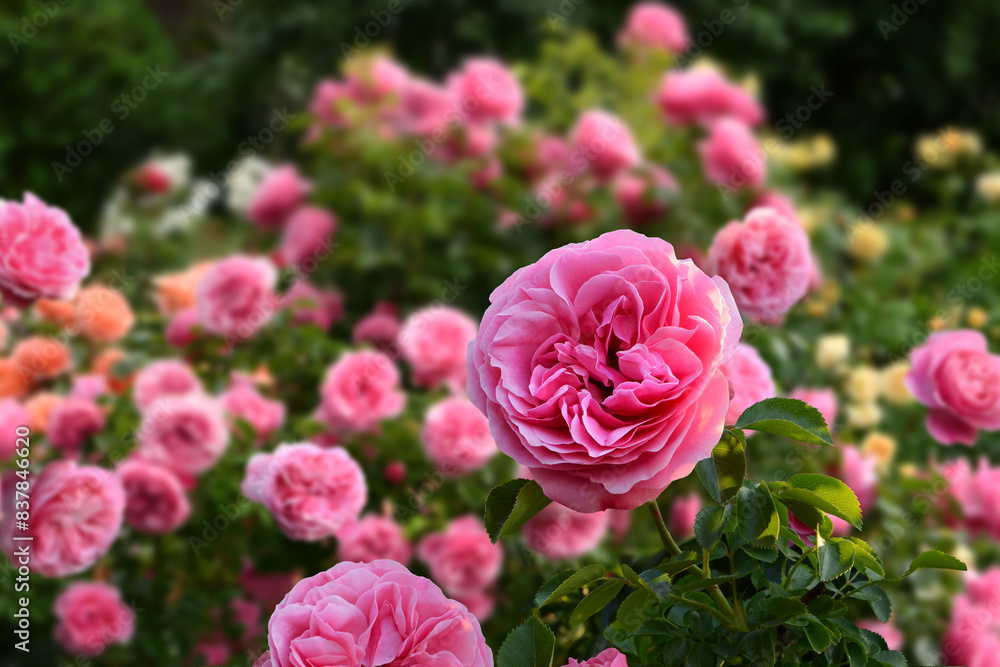 Blumen 1506 Blumen 1506