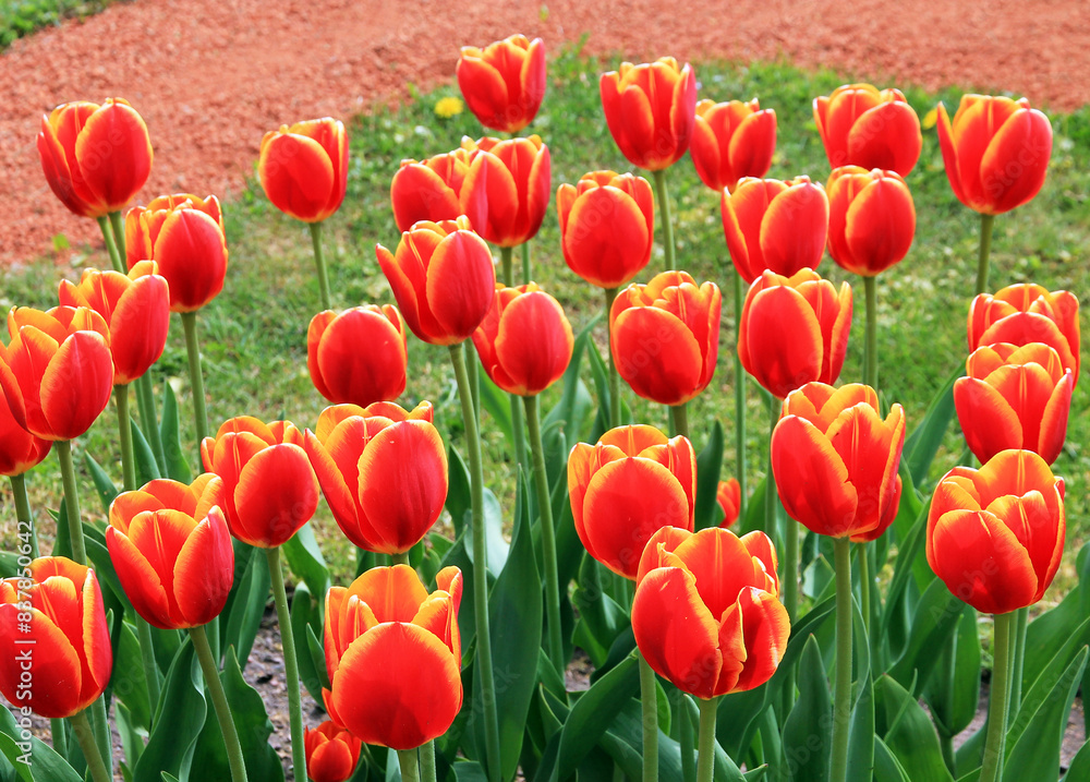 Beautiful background of red bright tulips in Peterhof park. Peterhof Beautiful background of red bright tulips in Peterhof park. Peterhof