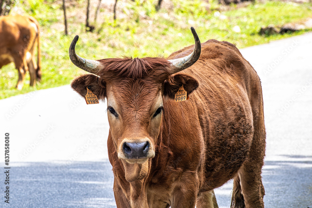 The Cachena cow in Nationalpark Peneda-Geres in North Portugal, a traditional Portuguese mountain cattle The Cachena cow in Nationalpark Peneda-Geres in North Portugal, a traditional Portuguese mountain cattle