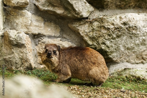 Adorable Procavia capensis rock hyrax gazes curiously at the camera against of stone background, adaptation to dry and rocky terrain and desert climate. Diversity of wildlife.