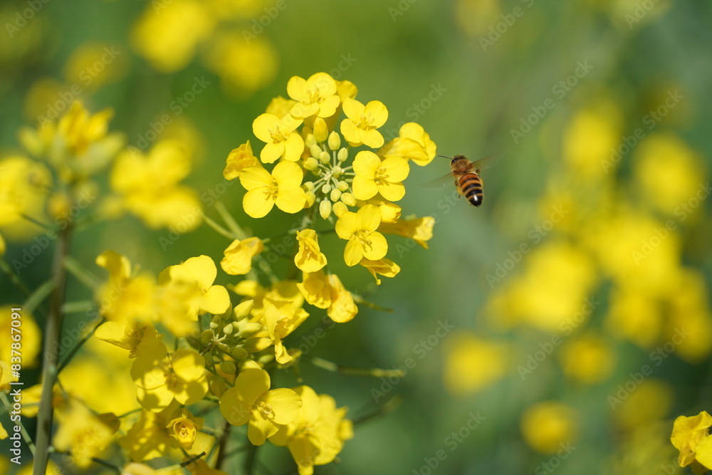 Bee on a rape flower in the garden, closeup of photo Bee on a rape flower in the garden, closeup of photo