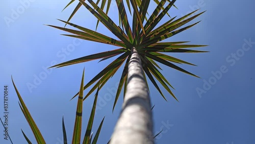 yucca aloifolia photo