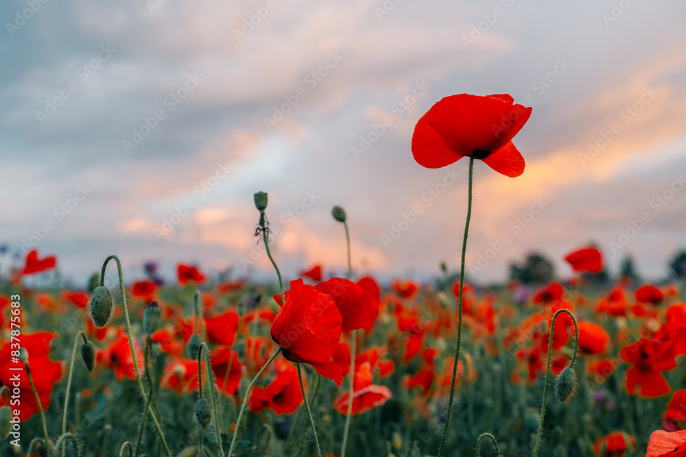 Fototapeta premium One red poppy flower above the field and other flowers