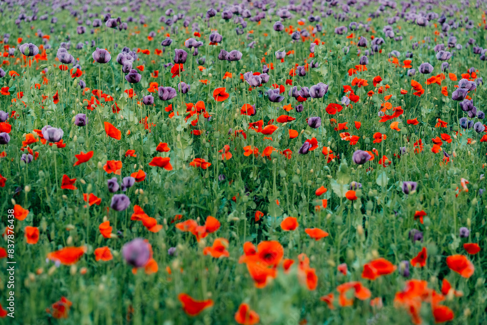 Mixing in a field of red and purple poppies Mixing in a field of red and purple poppies