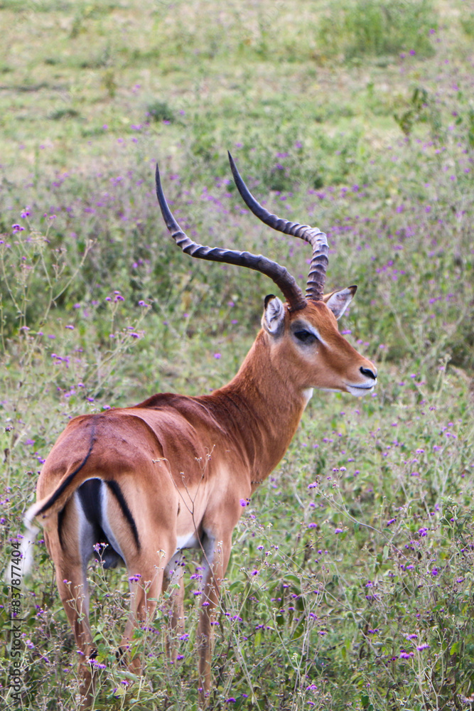 impala antelope in the savannah impala antelope in the savannah