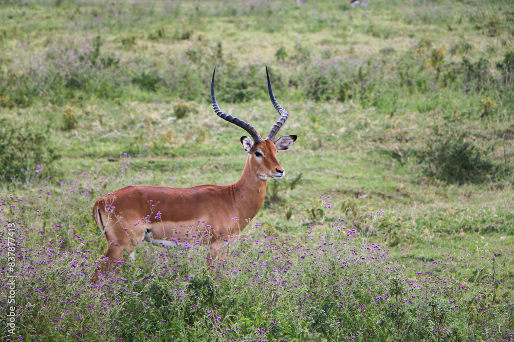 impala antelope in the savannah impala antelope in the savannah