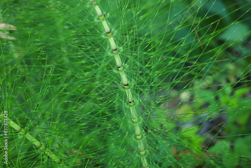 Macro photography of Horsetail stems  Equisetum 