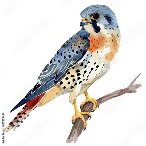 Watercolor Vector painting of a american kestrel, isolated on a white background, kestrel vector, kestrel clipart, kestrel art, kestrel painting, kestrel Graphic, drawing clipart.