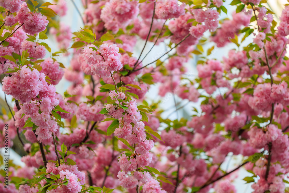 Pink flowers on a tree with a blue sky in the background Pink flowers on a tree with a blue sky in the background