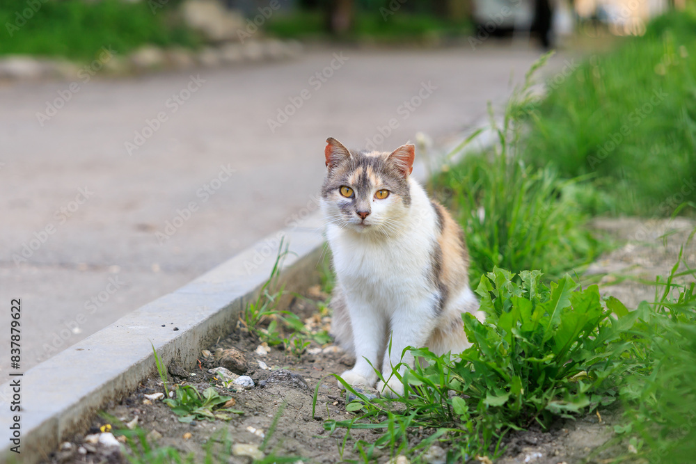 A cat is sitting on the side of a road A cat is sitting on the side of a road