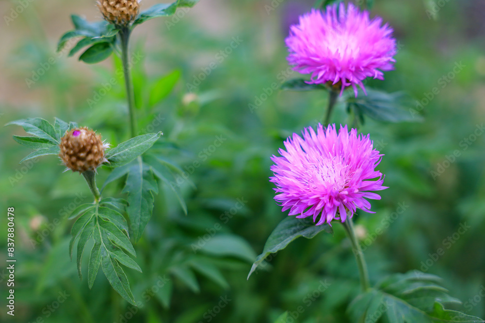A purple flower is surrounded by green leaves A purple flower is surrounded by green leaves