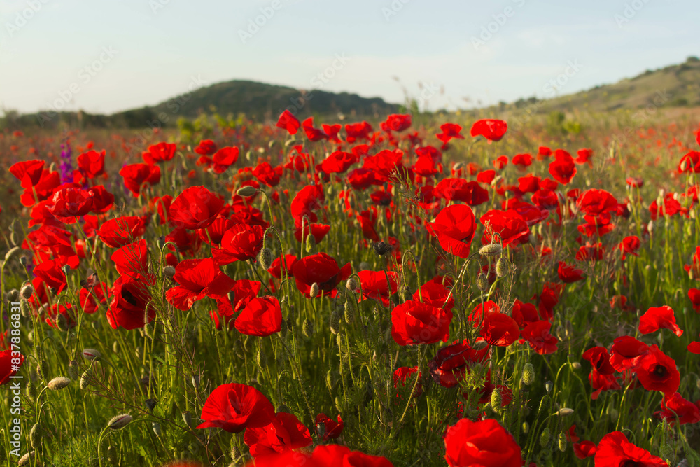 Obraz premium Poppy field