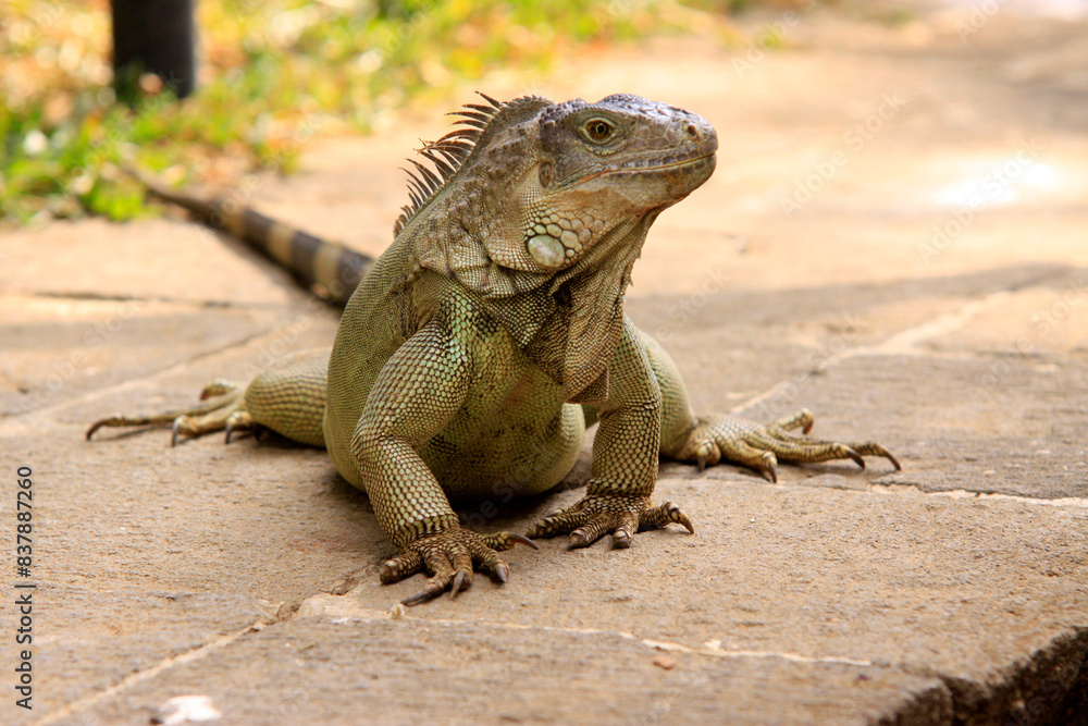 Grüne Leguan (Iguana iguana) Schuppenkriechtier, Mittelamerika und Südamerika Grüne Leguan (Iguana iguana) Schuppenkriechtier, Mittelamerika und Südamerika