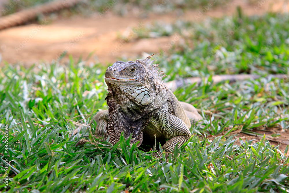 Grüne Leguan (Iguana iguana) Schuppenkriechtier, Mittelamerika und Südamerika Grüne Leguan (Iguana iguana) Schuppenkriechtier, Mittelamerika und Südamerika