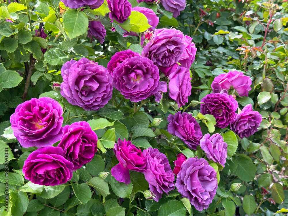 Purple pink roses floribunda bush Purple pink roses floribunda bush