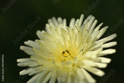 Yellow flower in nature close-up, shallow depth of field photo