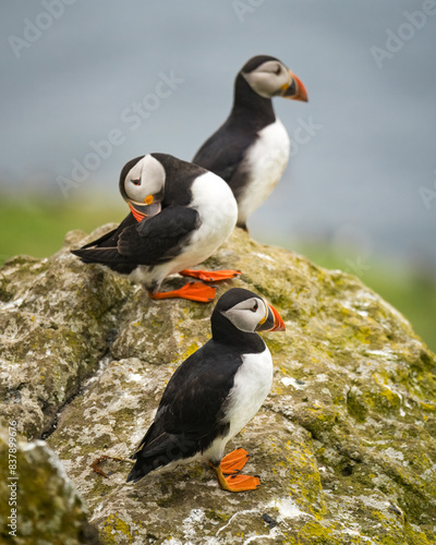 Three Atlantic Puffins on a rock