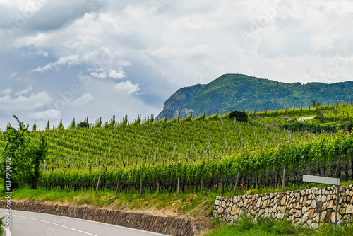 Kaltern, Caldaro, Tramin, Weinstrasse, Kalterer See, See, Lago di Caldaro, Weinberge, Weinbauer, Wanderweg, Spazierweg, Südtirol, Etschtal, Etsch, Überetsch, Frühling, Sommer, Italien photo