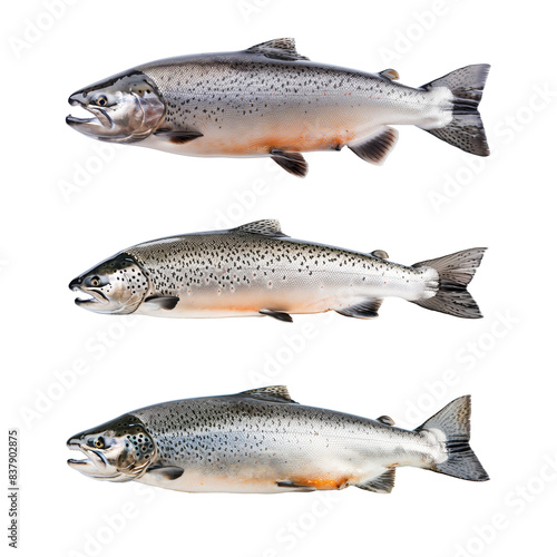 Three isolated images of Salmon fish with transparent background.