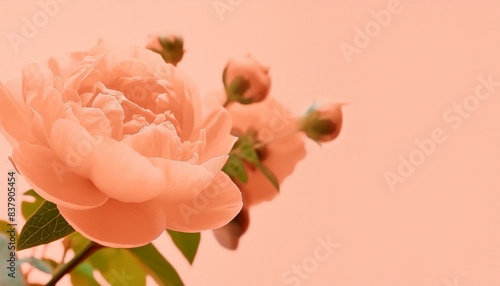pink tulips