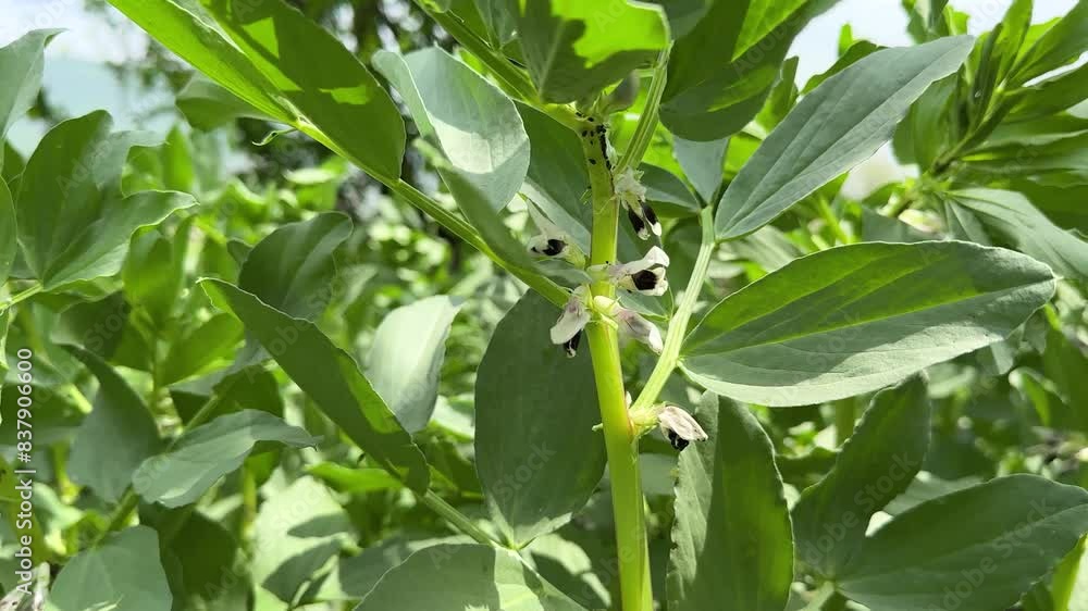 Vicia faba broad bean fava bean plant growing in spring season in the farm make stew fresh Turkish Italian food organic pecorino cheese buds blooming in Hyrcanian forest in Iran nature landscape Vicia faba broad bean fava bean plant growing in spring season in the farm make stew fresh Turkish Italian food organic pecorino cheese buds blooming in Hyrcanian forest in Iran nature landscape