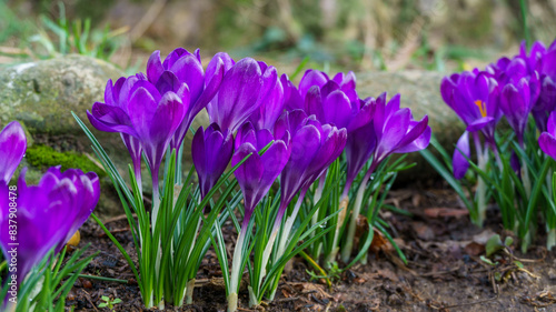 Violet crocuses in early spring garden. Close-up of flowering crocuses Ruby Giant on natural background. Soft selective focus.