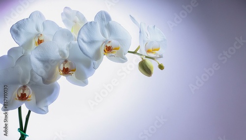 white orchid flowers