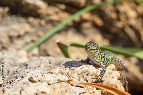 Sicilian wall lizard or Podarcis waglerianus on rocky terrain photo