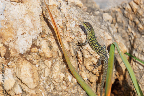 Sicilian wall lizard or Podarcis waglerianus on rocky terrain