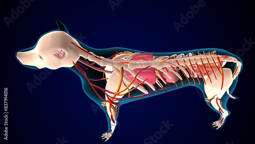 dog digestive system anatomy. 3d illustration photo