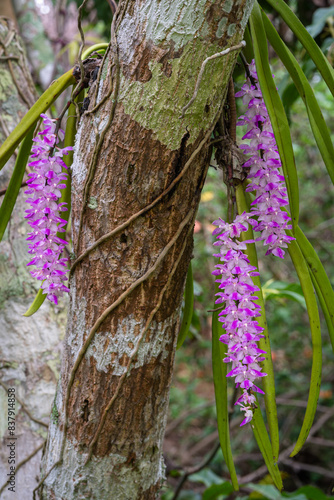 Closeup view of bright clusters of purple pink and white flowers of tropical epiphytic orchid species aerides multiflora aka multi-flowered aerides blooming on tree outdoors