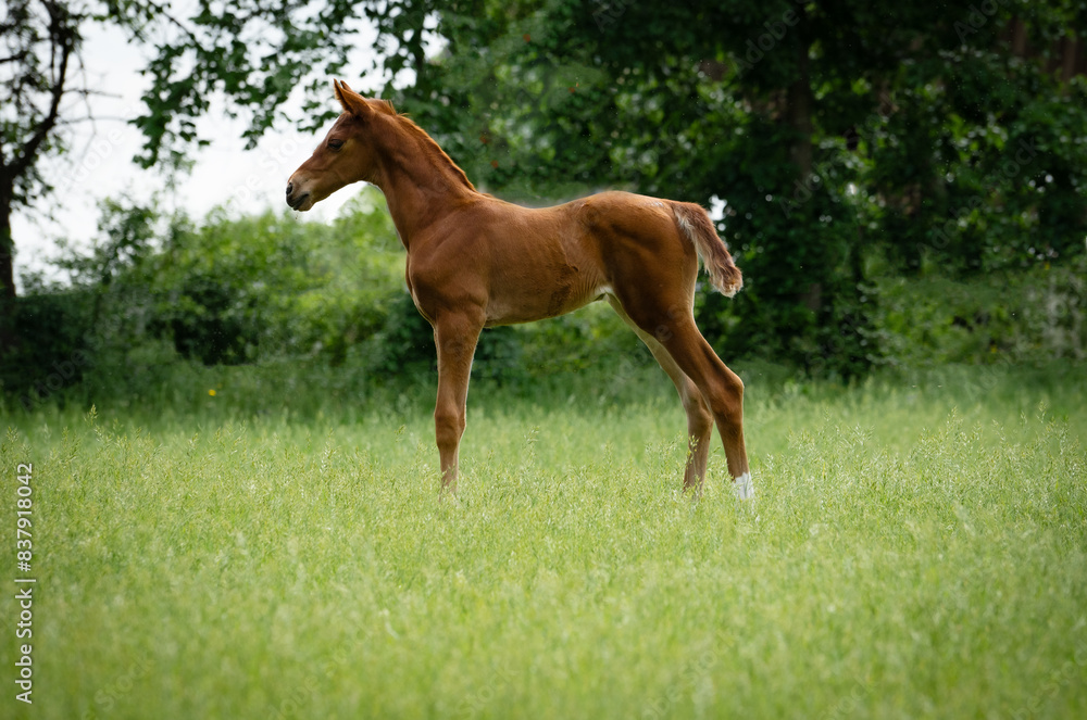 Fototapeta premium Chestnut foal