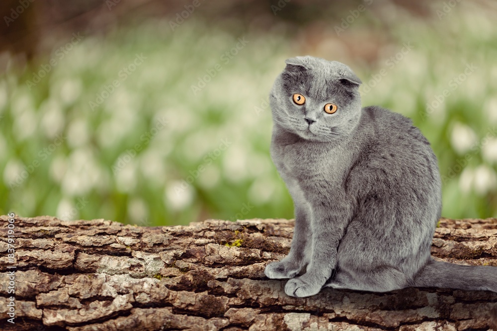 Obraz premium Cute smart young cat outdoor