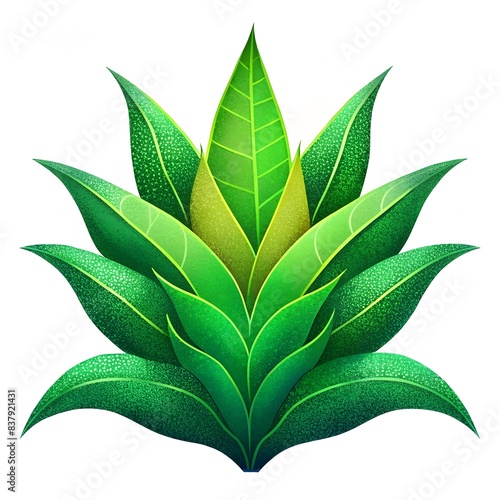 Bromeliad plant leaves, even veins, wavy edges, elongated, perfect symmetry, centered, white background