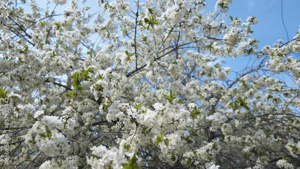 Cherry blossoms in full bloom. A Japanese spring scene. Cherry blossoms in full bloom. A Japanese spring scene.