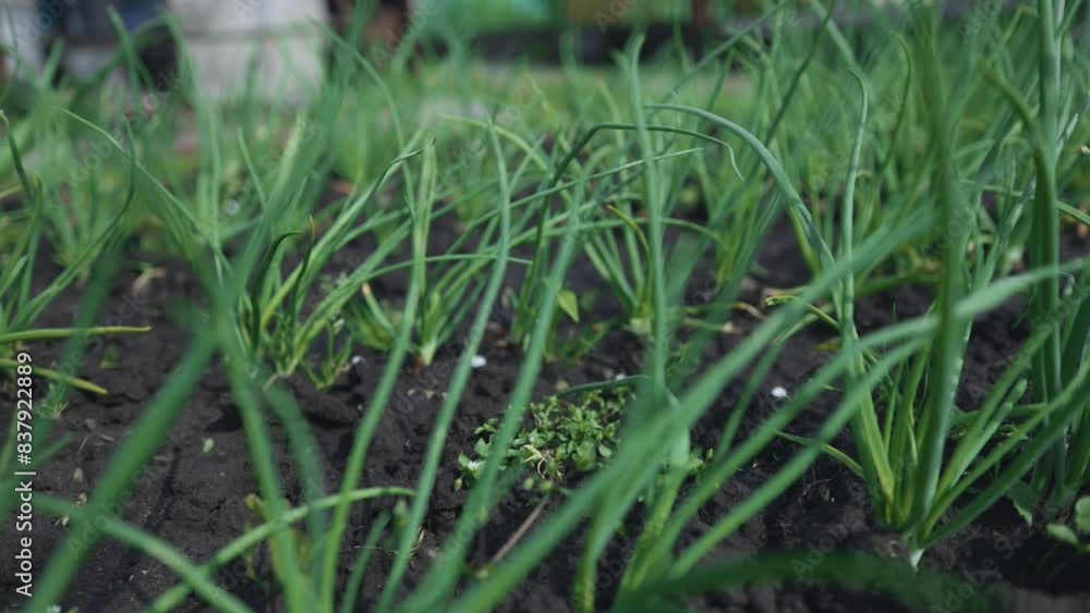 onion is grown in agriculture garden. onion is grown in agriculture garden.