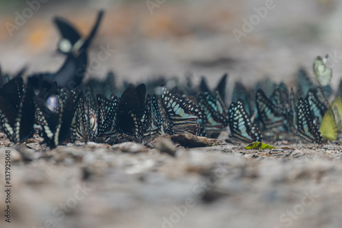 close up of a butterfly on the ground