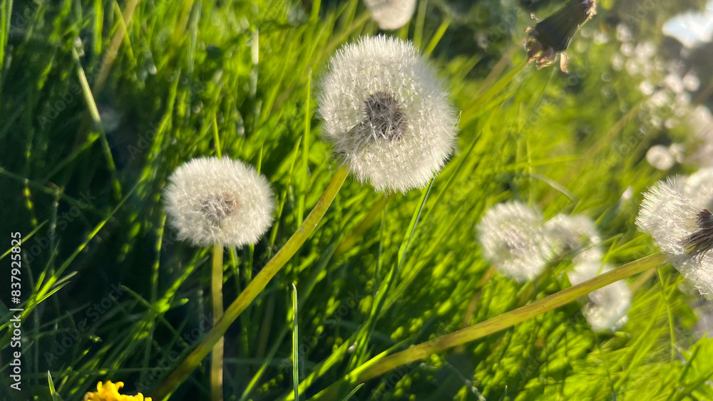 Kindheitserinnerungen - weiße Pusteblumen auf einer frischen, grünen Wiese Kindheitserinnerungen - weiße Pusteblumen auf einer frischen, grünen Wiese