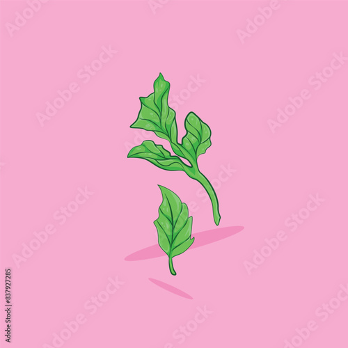 Coriander leaves vector illustration