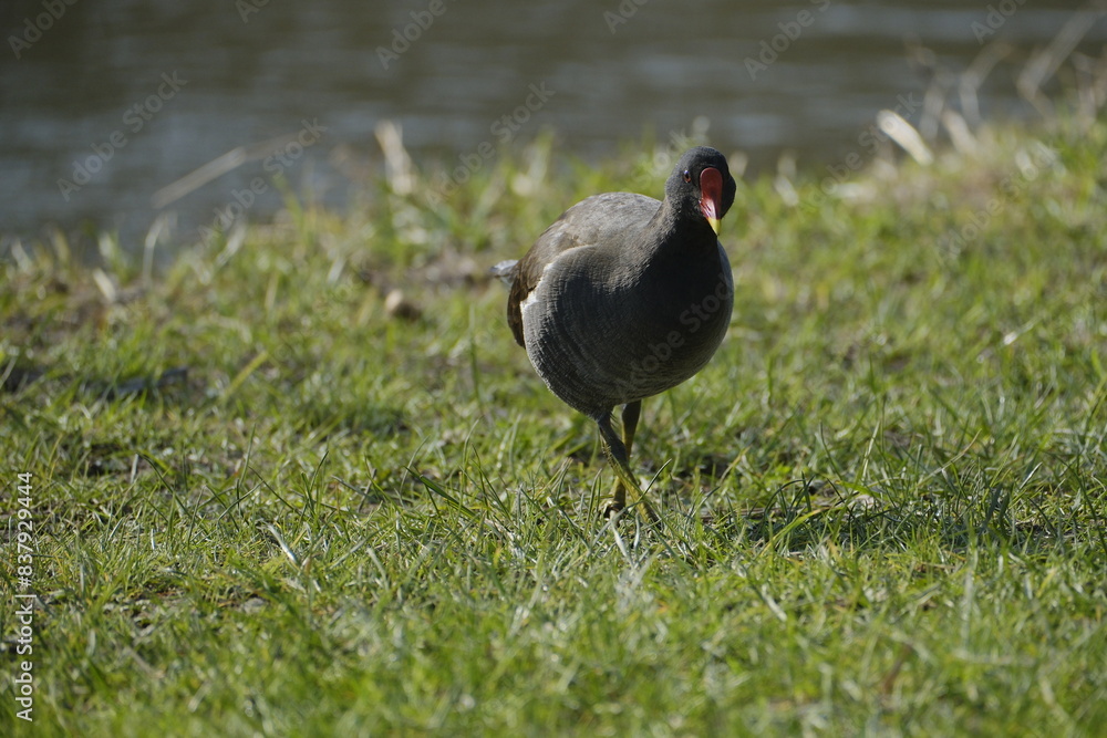 Teichhuhn, Teichralle, Gallinula chloropus Teichhuhn, Teichralle, Gallinula chloropus