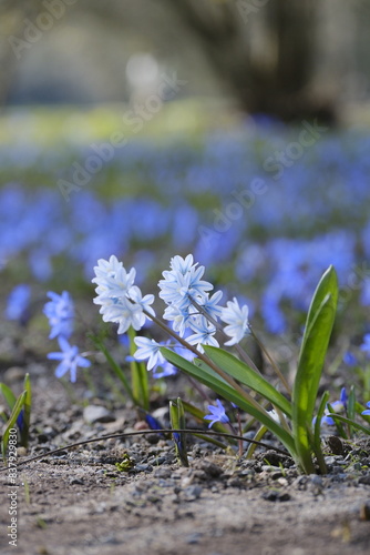 Puschkinie, Kegelblume, Puschkinia scilloides photo