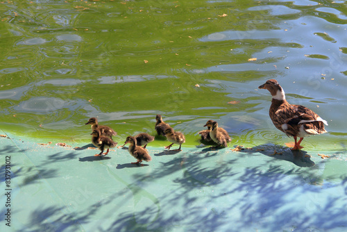 Mother duck with ducklings on the shore of a pond in a public park.