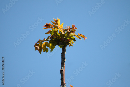 Closeup of spring tree of heaven new leaves with blue sky on background